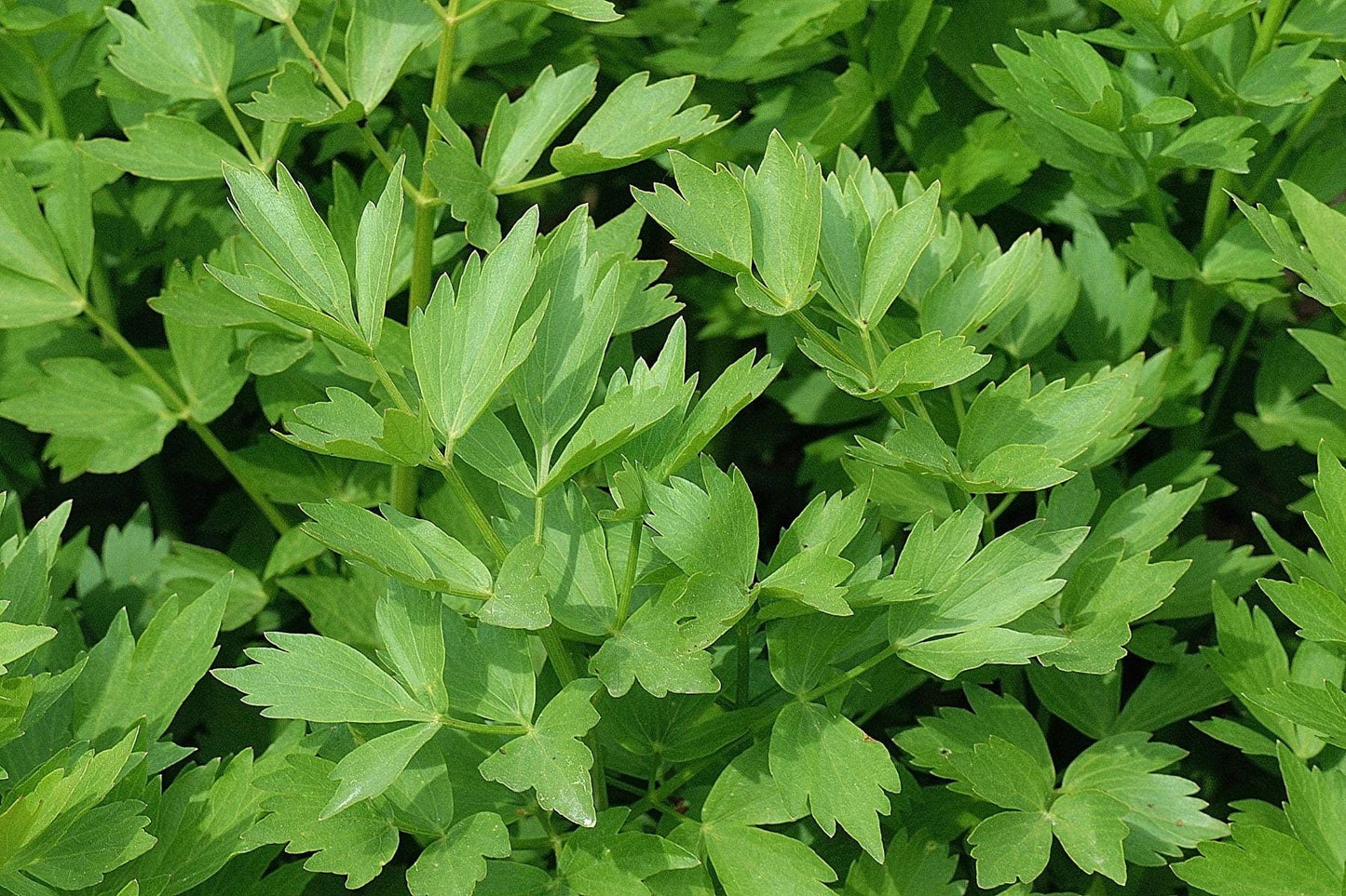 Lovage Essential Oil