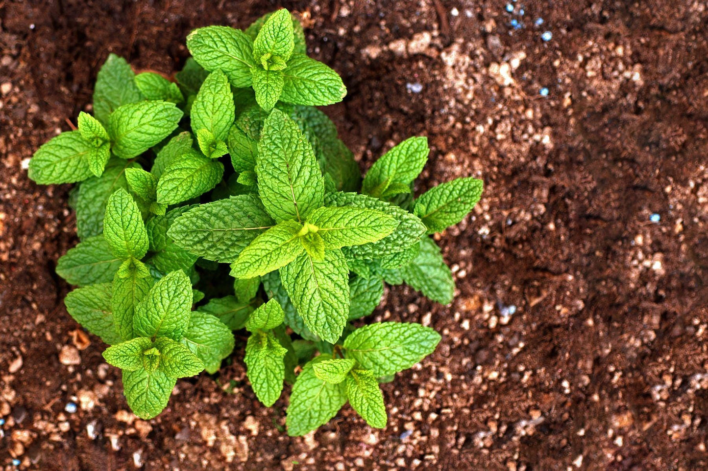 Nana Mint Essential Oil