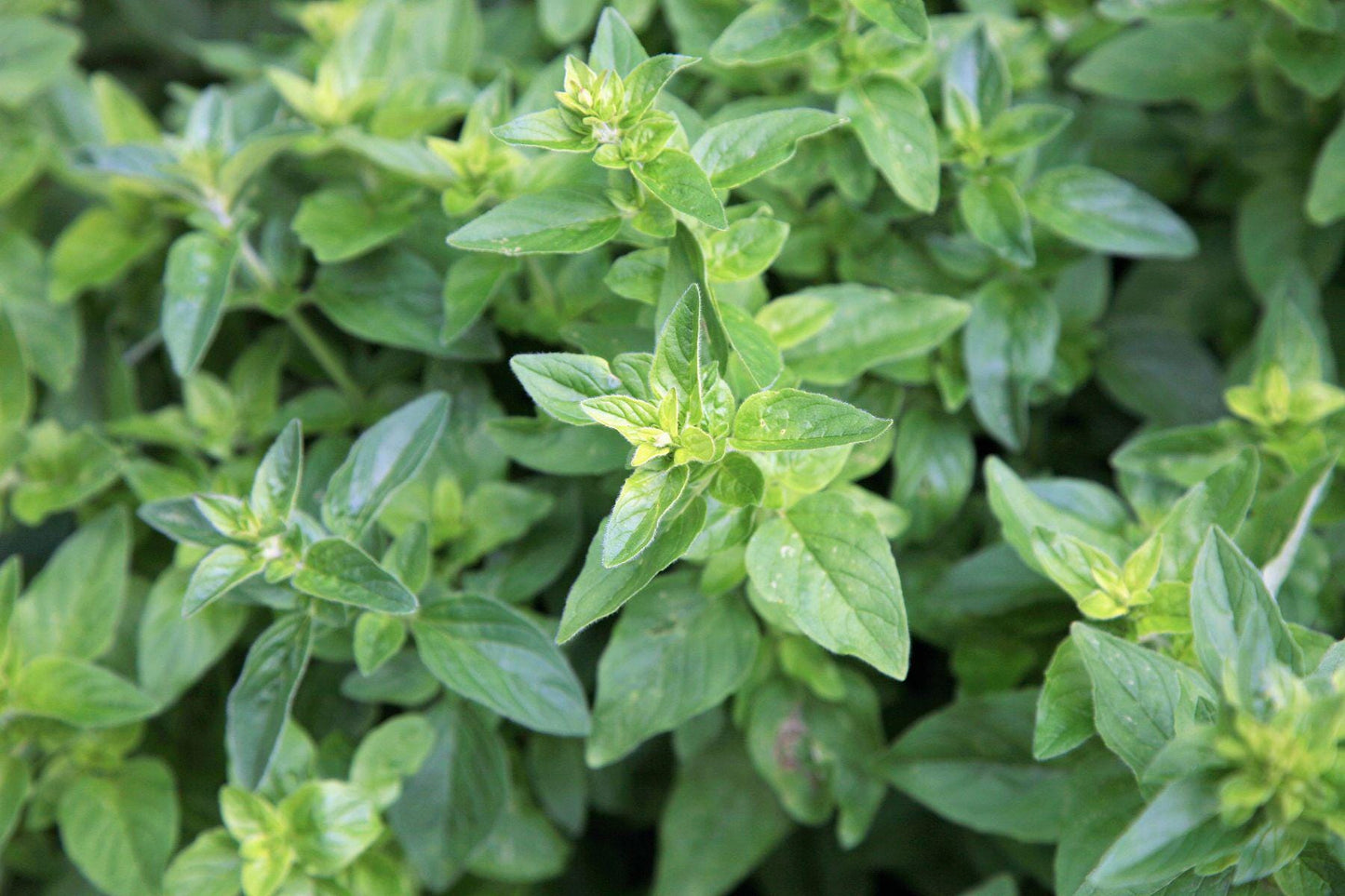 Oregano Essential Oil