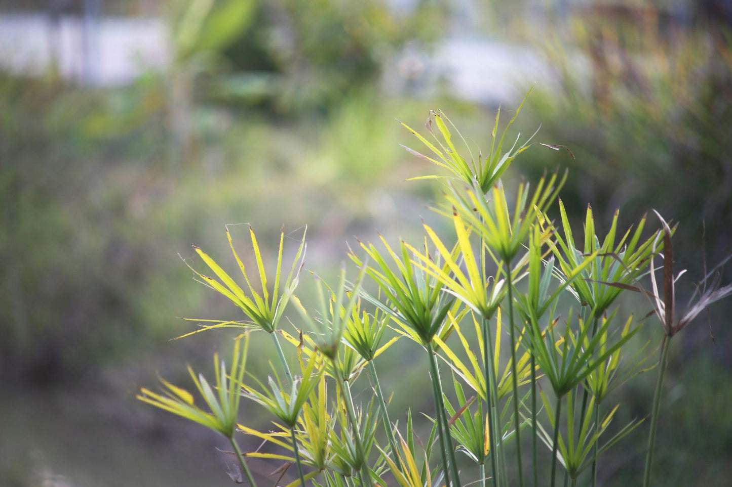 Brazilian Cypriol Essential Oil