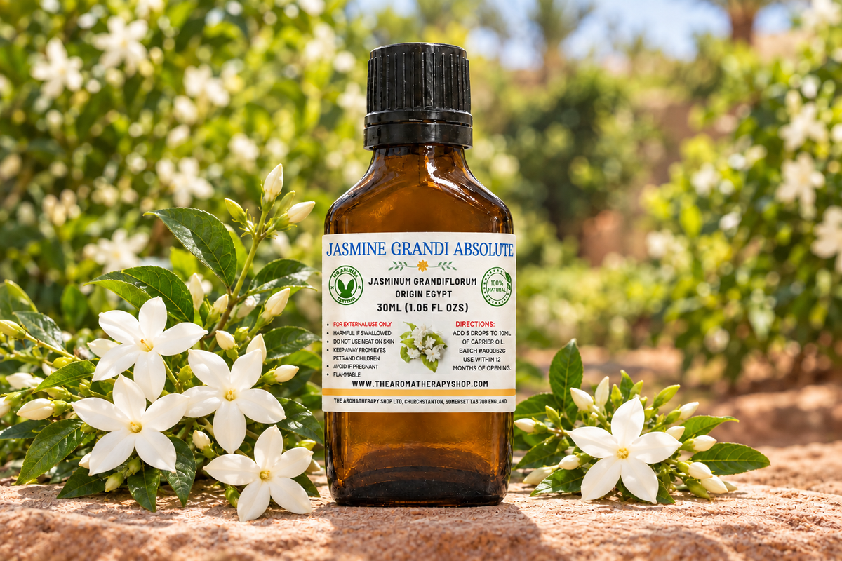 Jasmine Grandi showcase revised with larger foreground flowers