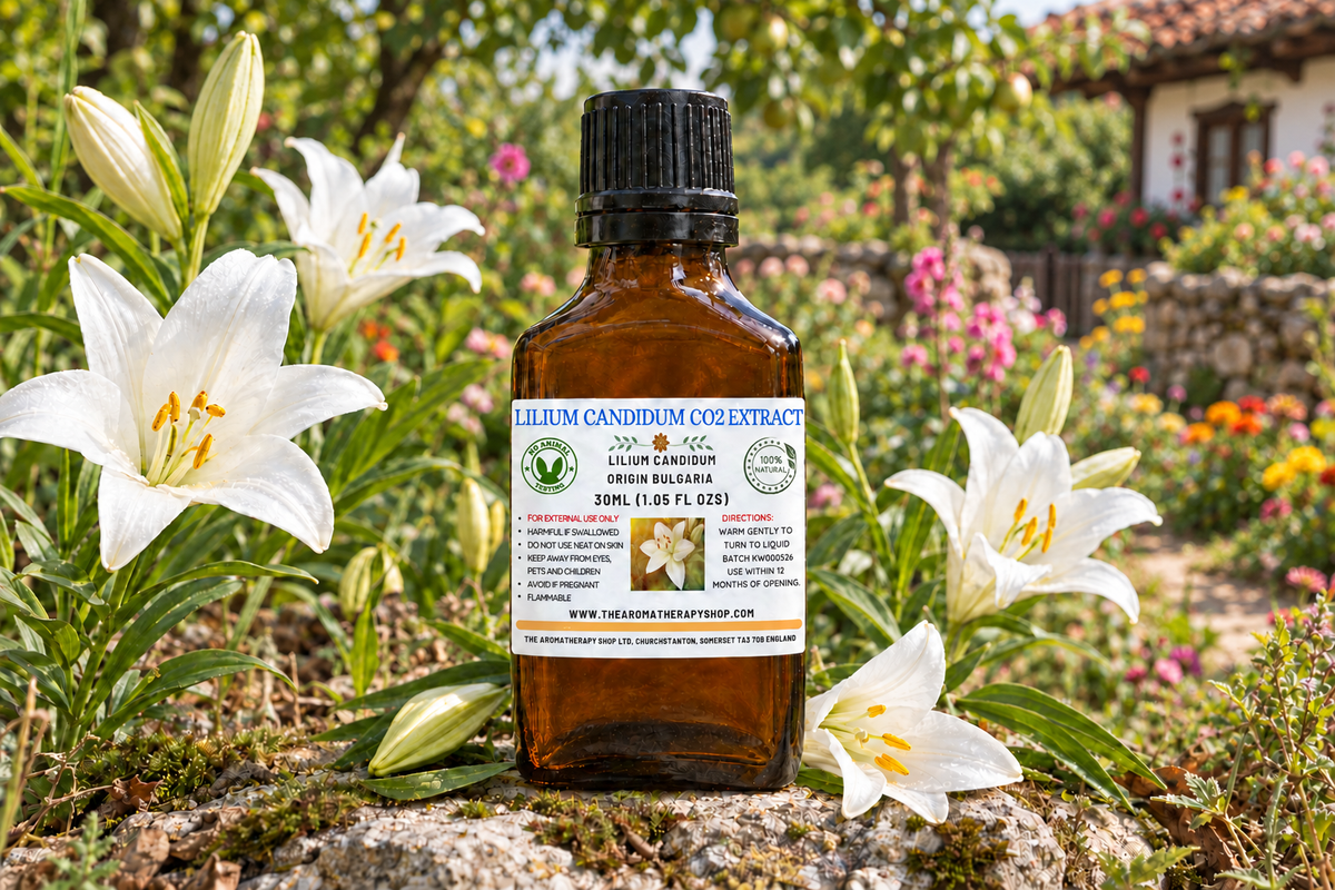 Lilium candidum showcase with Bulgarian garden background