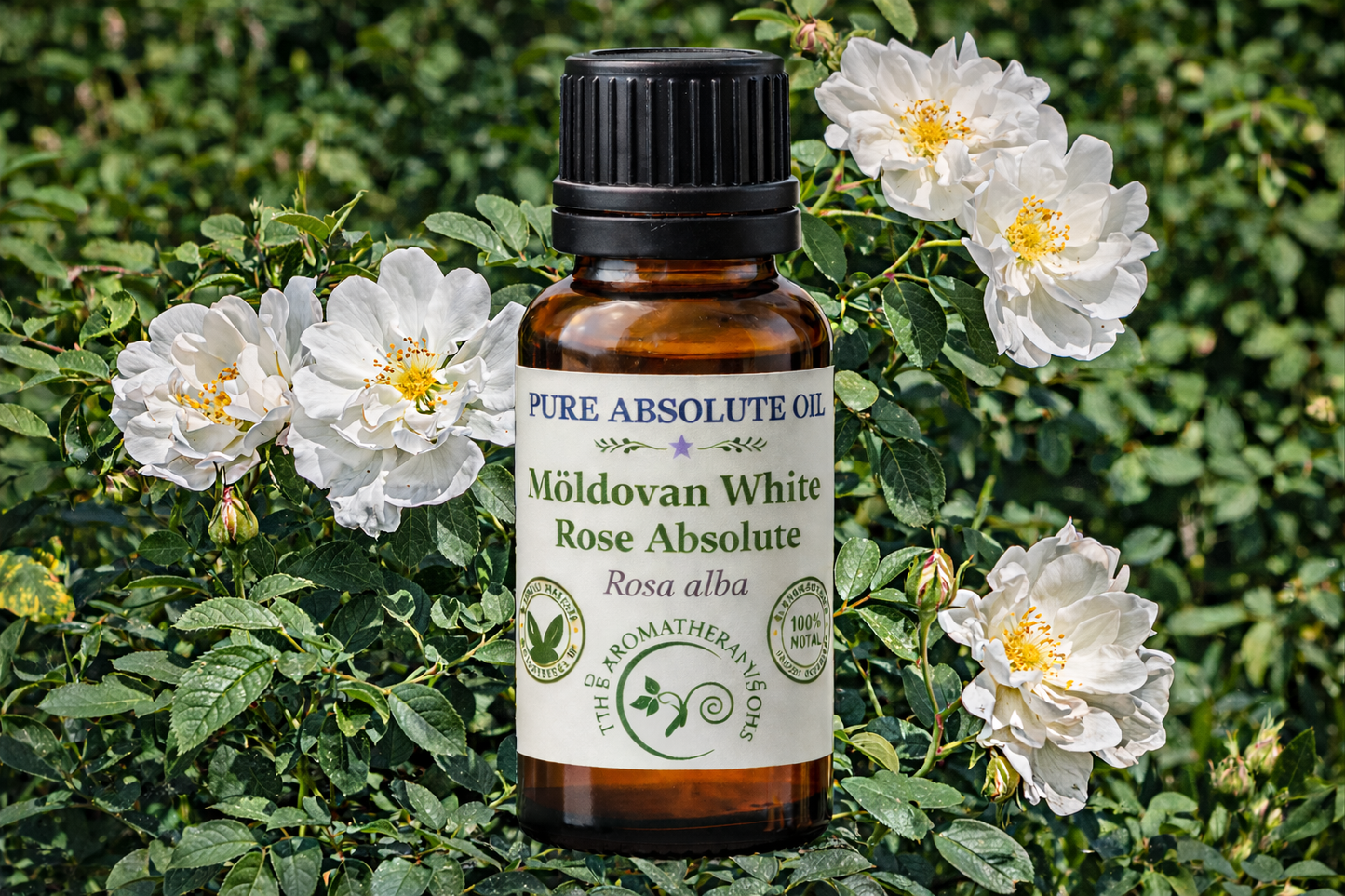 Moldovan White Rose Absolute - Rosa Alba | Perfumery Grade