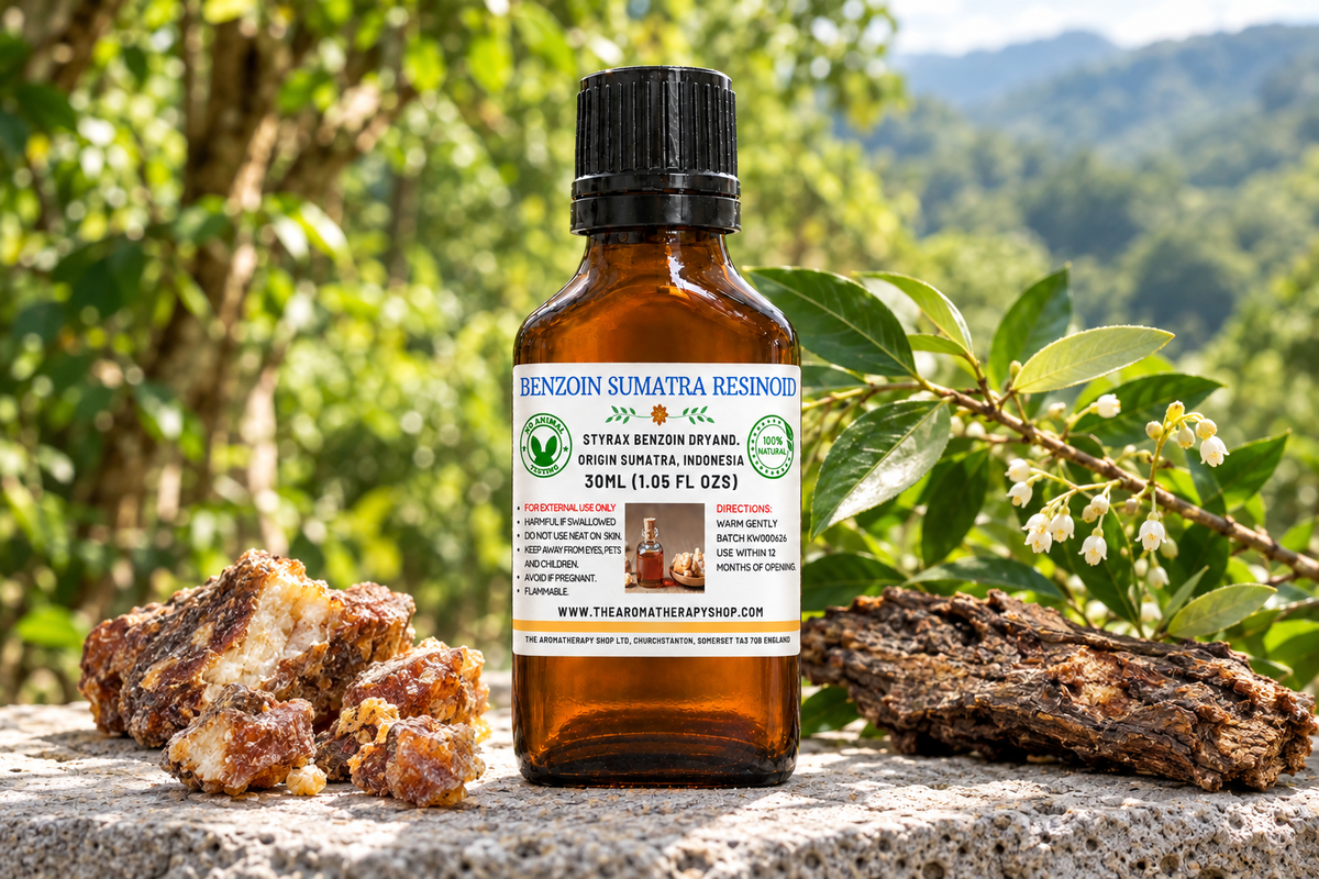 New Benzoin Sumatra showcase with your label, resin and bark on natural volcanic stone, and a fresh Sumatran forest backdrop