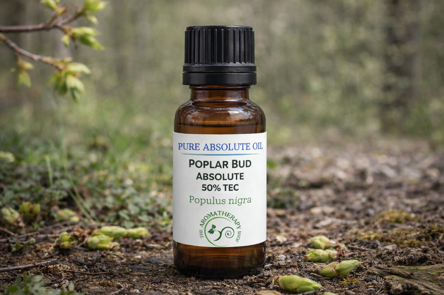 Poplar Bud Absolute 50% TEC - Populus Nigra | Perfumery Grade