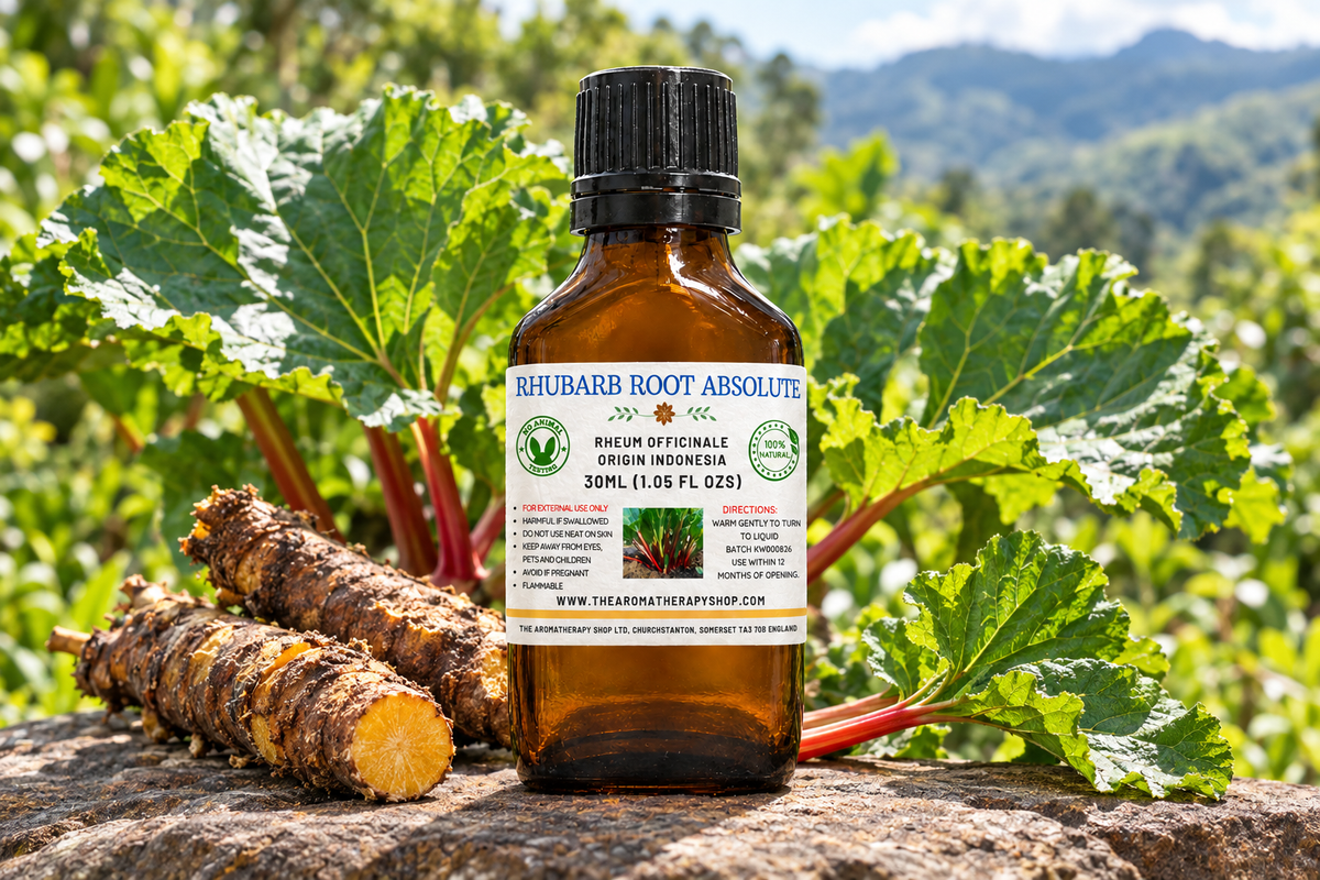 Rhubarb Root Absolute showcase with your label, root pieces on natural volcanic stone and an Indonesian garden background