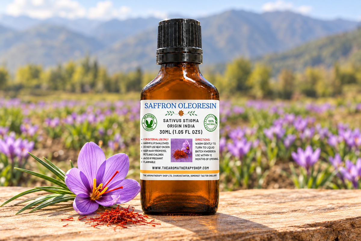 Saffron Oleoresin showcase with your label, crocus flowers and saffron threads on weathered walnut wood, with an Indian saffron-field background
