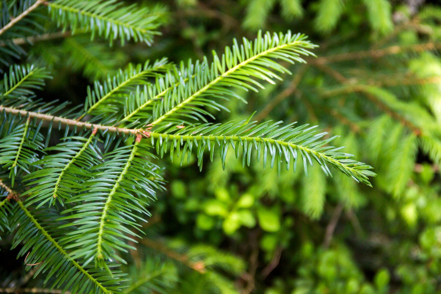 Silver Fir Essential Oil