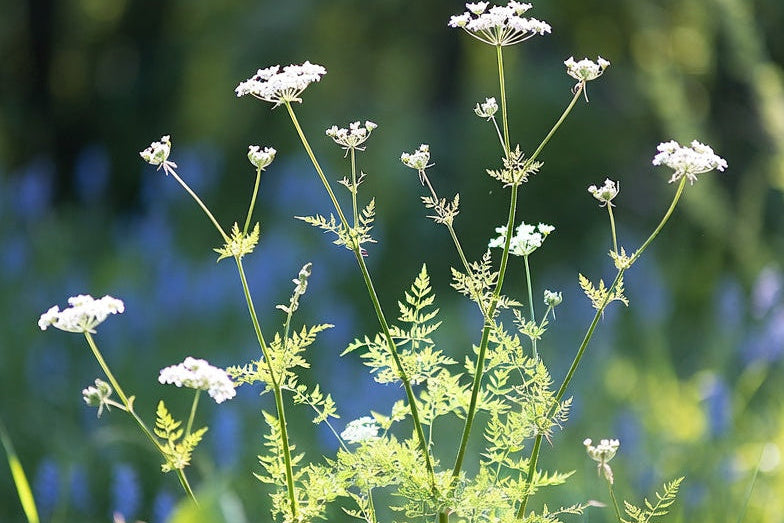 Carrot Seed Absolute - Pure Natural Extract