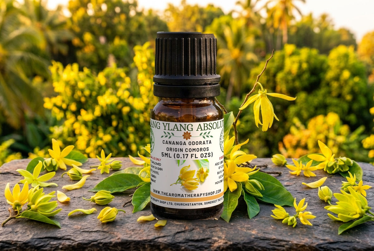 Ylang Ylang Pure Absolute — Cananga odorata | Flower of Flowers | H Reynaud Fils, Comores