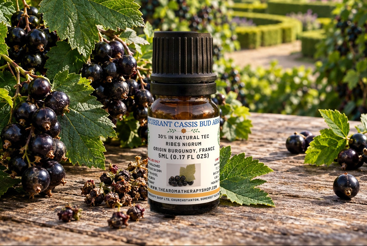 Blackcurrant Cassis Bud Absolute — Ribes nigrum | 30% in Natural TEC | LMR Burgundy, France | Perfumery Grade