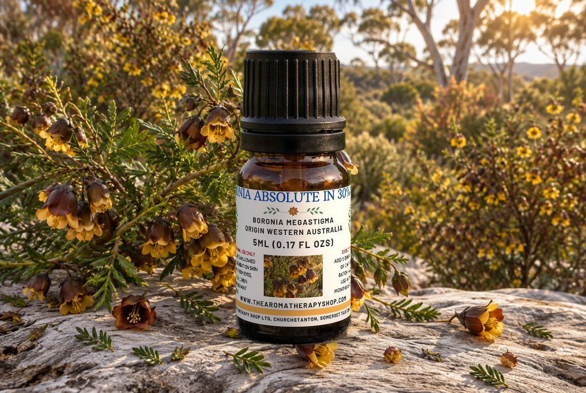 Boronia Absolute — Boronia megastigma | 30% in Natural TEC | Origin Western Australia