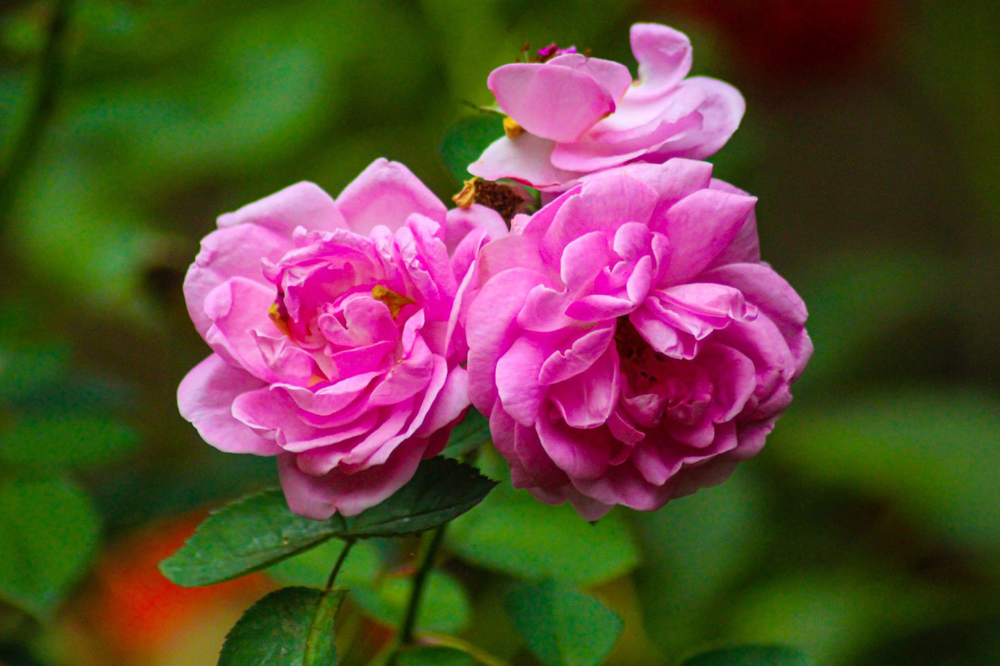 Bulgarian Rose Otto Pure Essential Oil