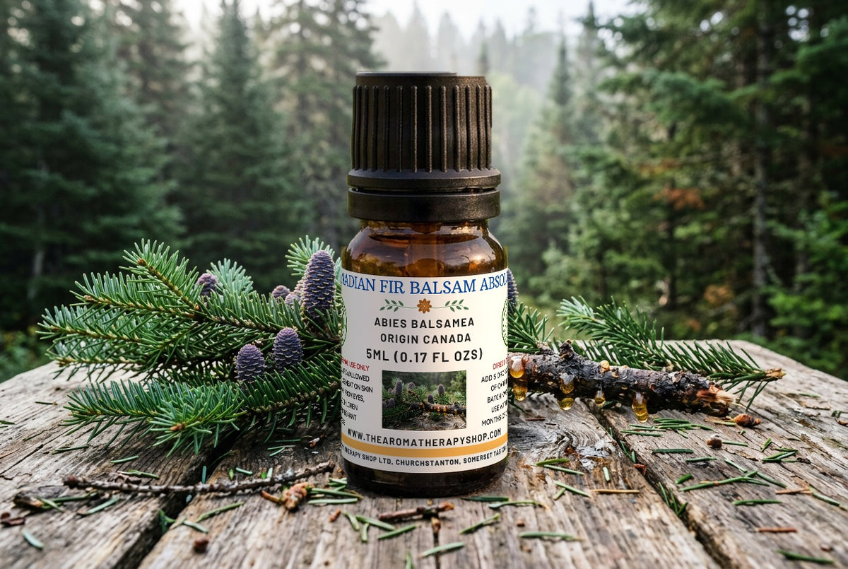 Canadian Fir Balsam Absolute - Abies Balsamea | Perfumery Grade