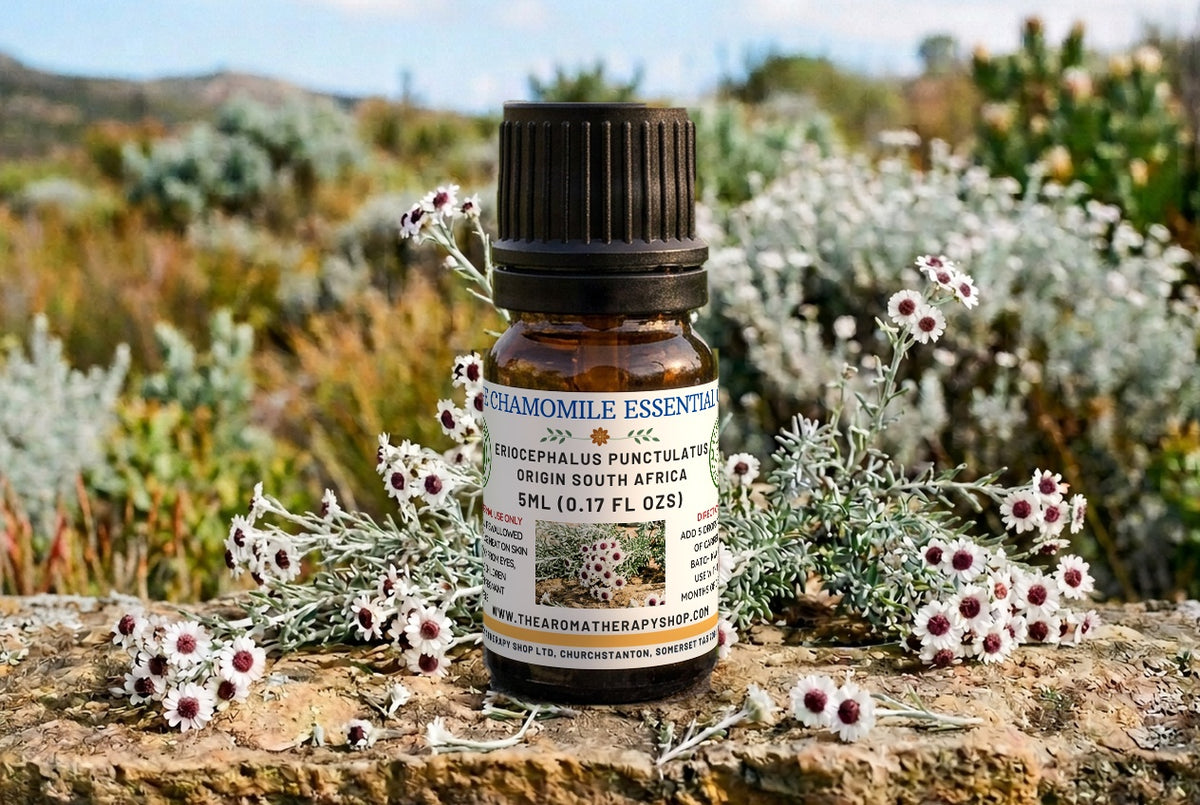 Cape Chamomile Pure Essential Oil / Origin South Africa