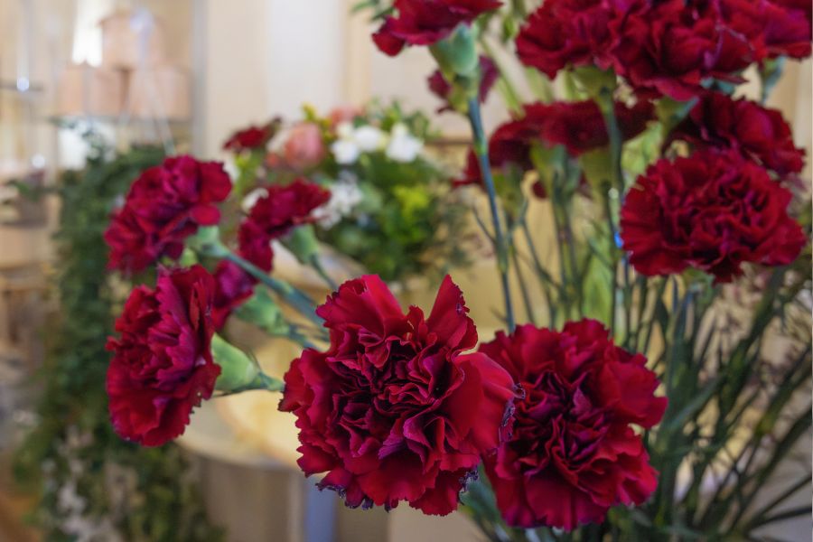 Carnation Absolute Oil / Origin France