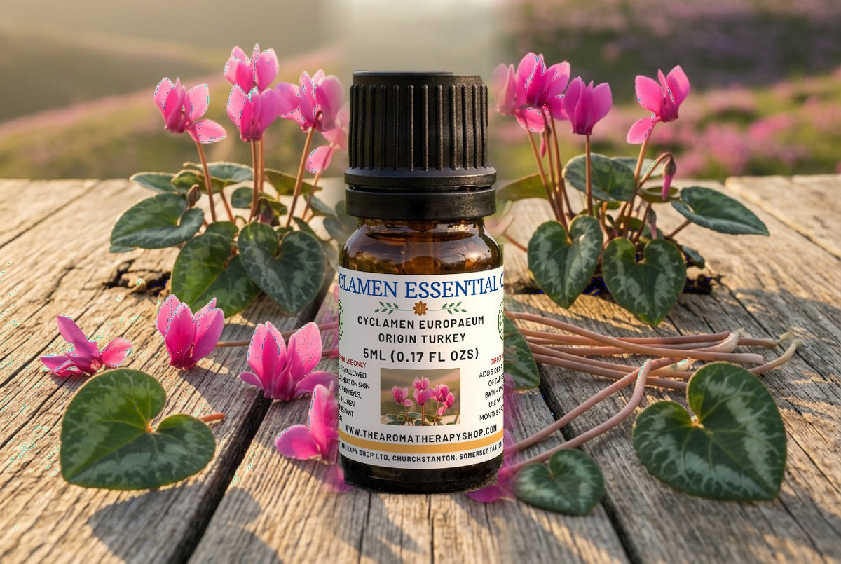 Cyclamen Pure Essential Oil / Origin Turkey