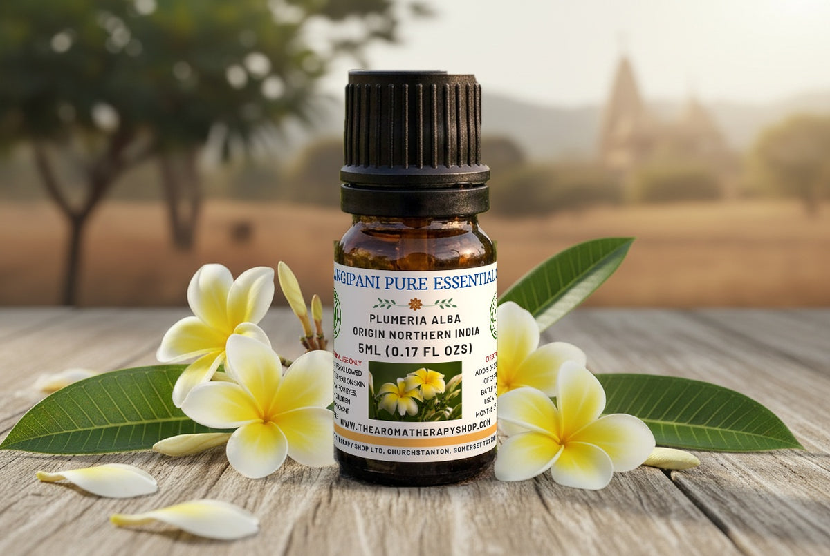 Frangipani Essential  Oil (Origin Northern India)