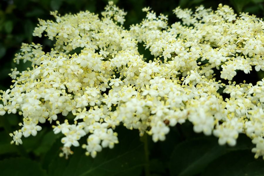 French Elderflower Absolute @ 10% IN TEC
