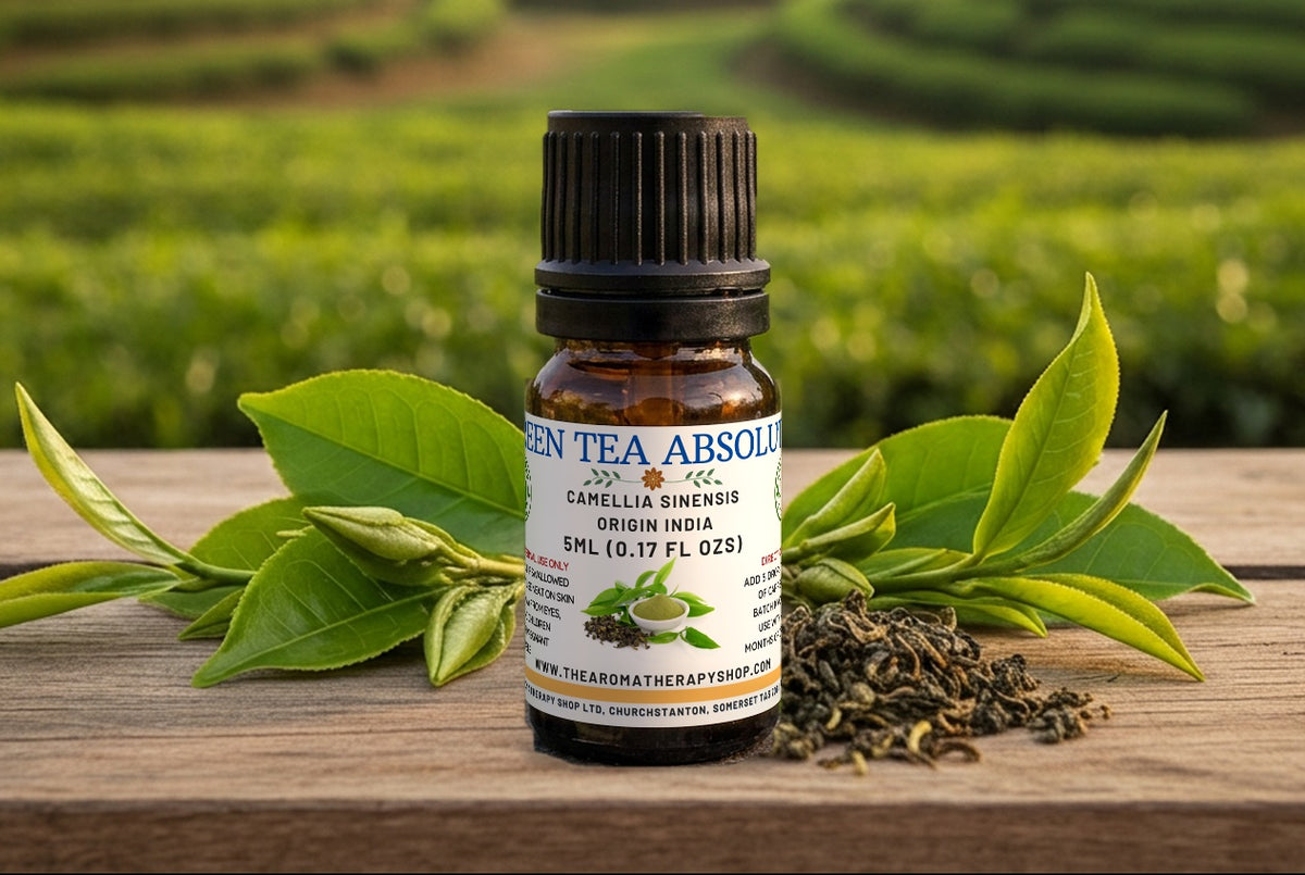 Green Tea Absolute Oil / Origin: Northern India