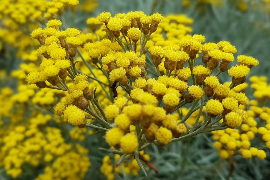 Spanish Immortelle Absolute  / 10% in DPG