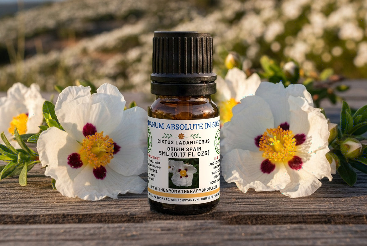 Labdanum Finest Absolute in 50% TEC — Amber, Leather & Resinous Depth