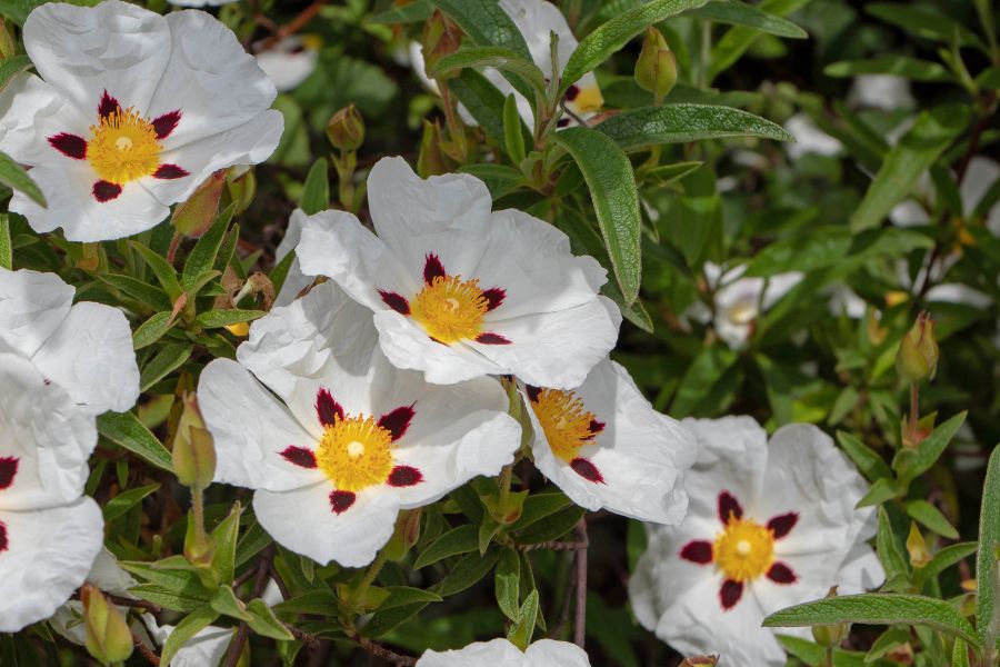 Labdanum Finest Absolute in 50% TEC / Intense and Rich