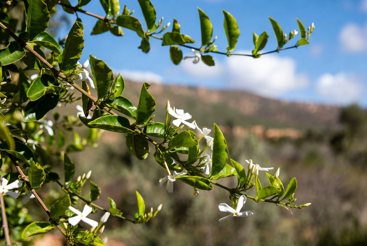 Moroccan Jasmine Essential  Oil