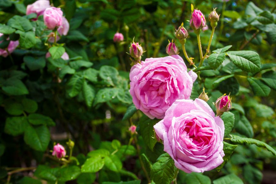 Rose Maroc Absolute / Origin Morocco
