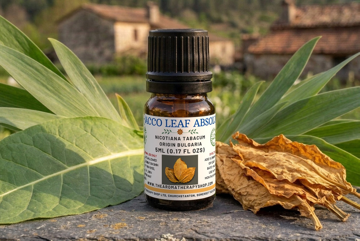 Tobacco Absolute — Nicotiana tabacum | Rich Warm Aromatic Base Note