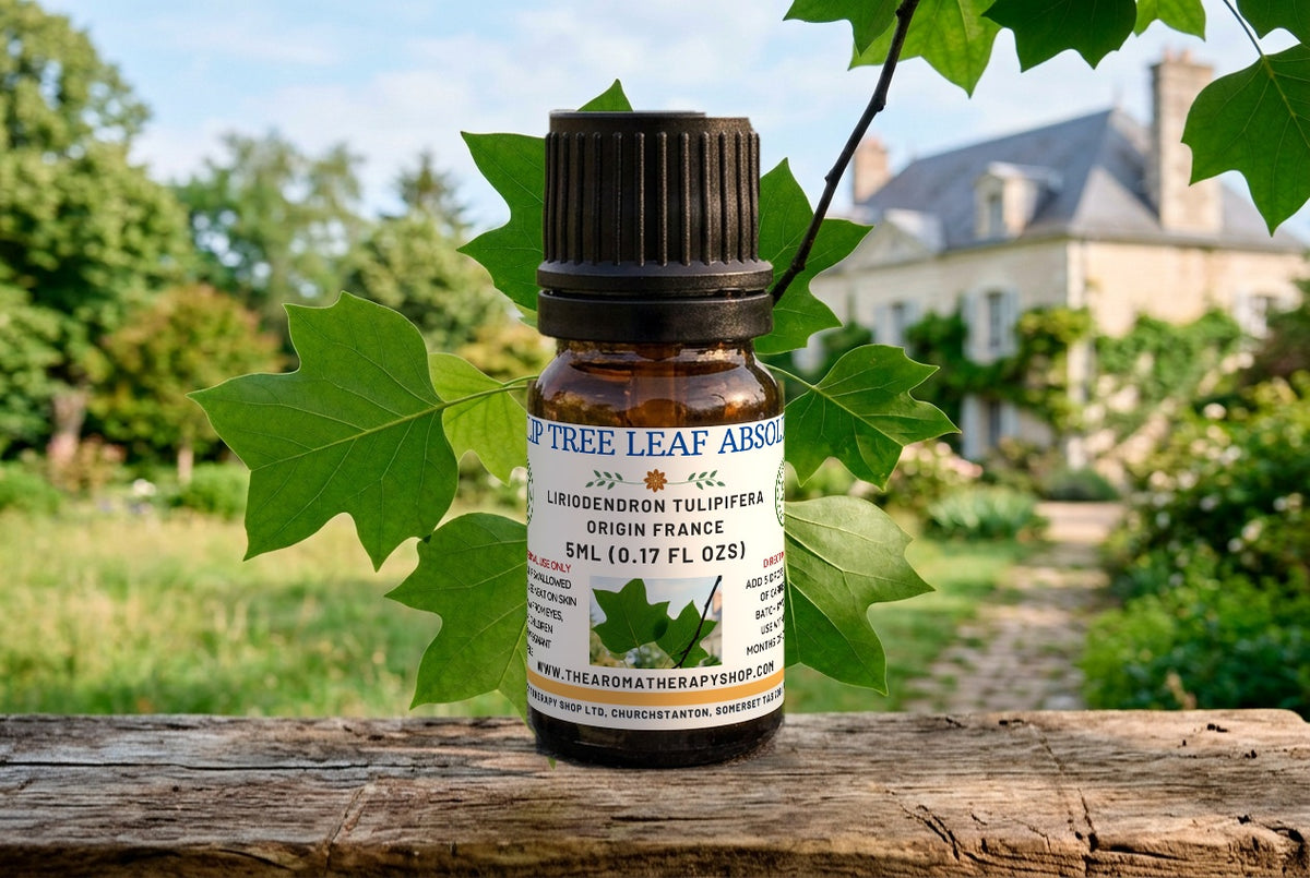 Tulip Tree Leaf Absolute — Liriodendron tulipifera | 30% in Natural TEC | French Grade