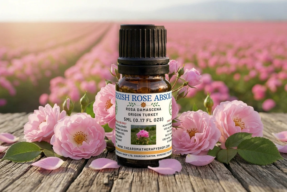 Turkish Rose Absolute — Rosa damascena | Deep Honeyed Floral | Isparta, Turkey