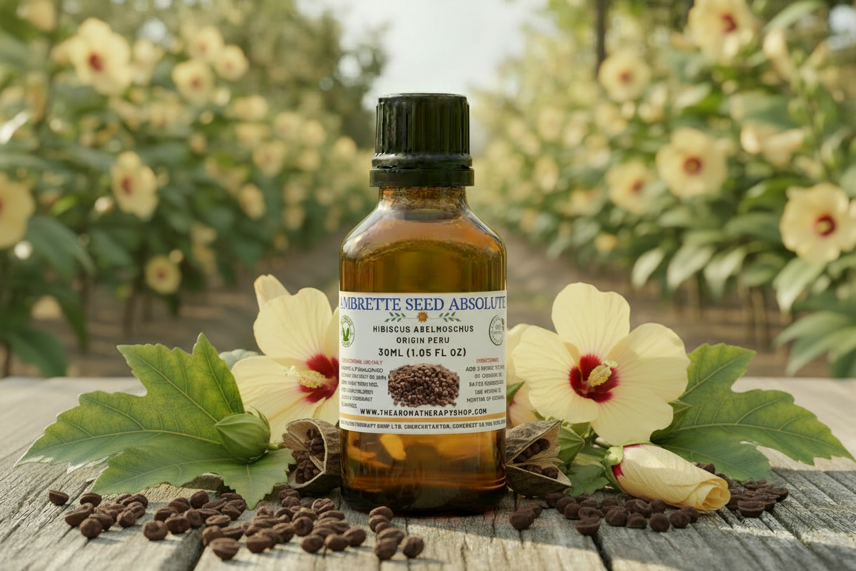 Ambrette Seed Absolute 30ml