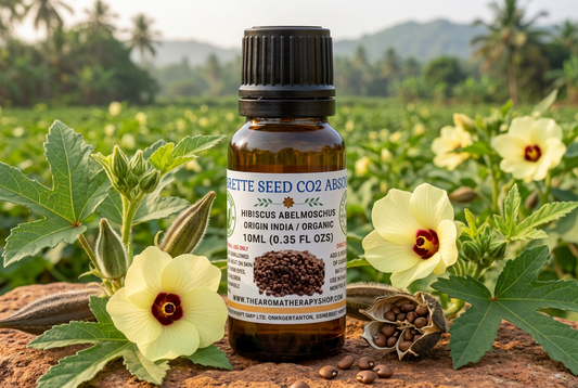 Ambrette Seed CO2 Absolute showcase with a new Indian background and natural stone surface