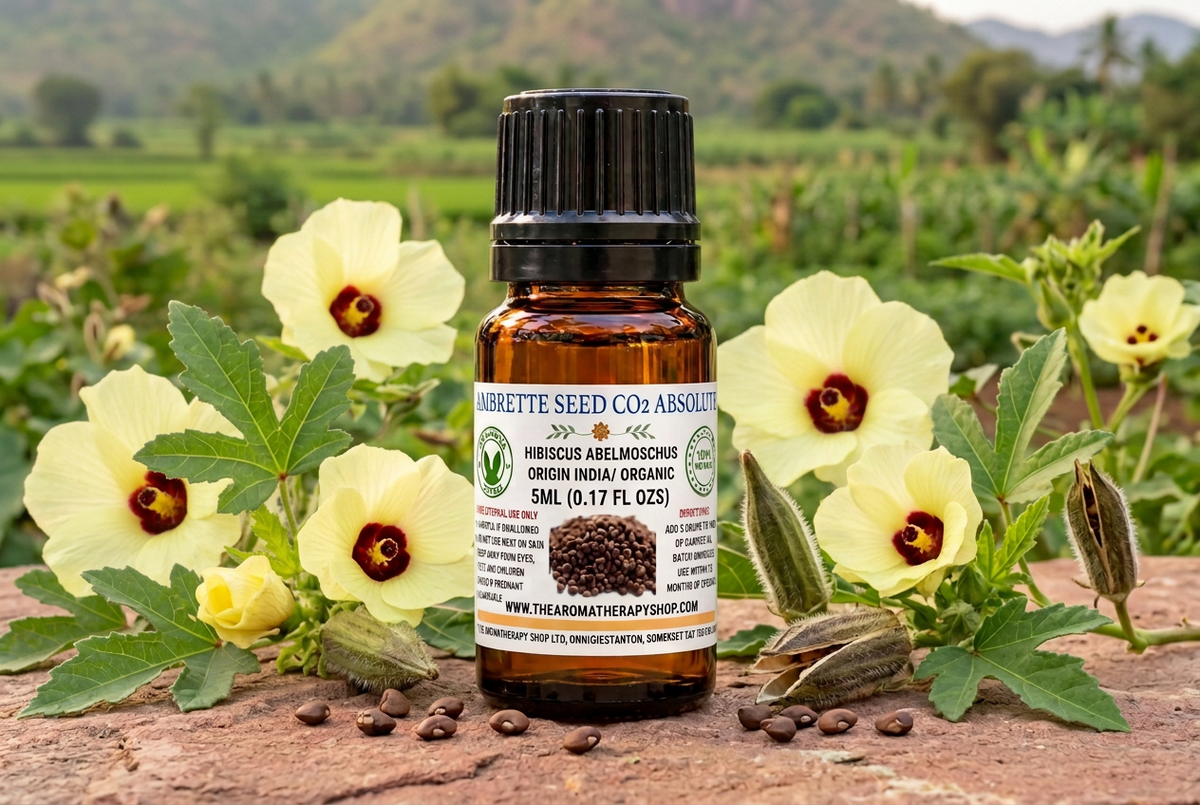 Ambrette showcase revised with larger, full-sized botanical elements while retaining the bottle, label and setting