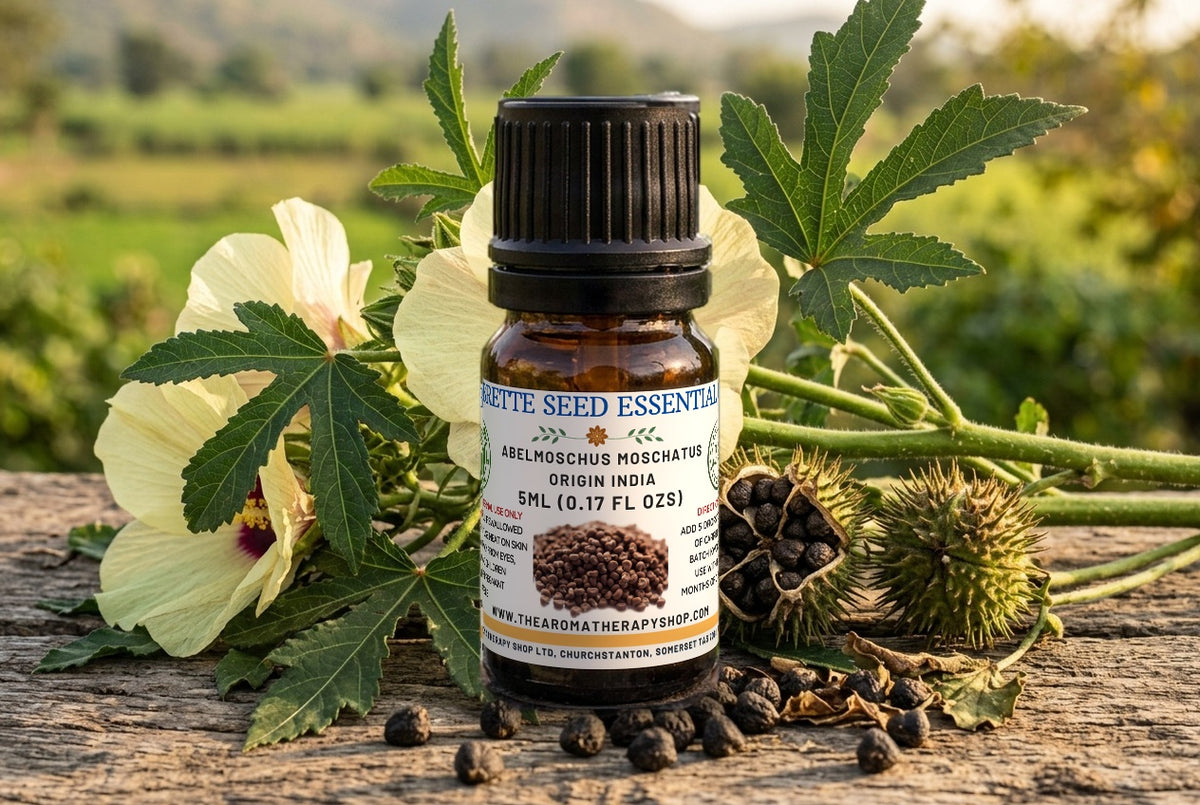 Ambrette Seed Essential  Oil