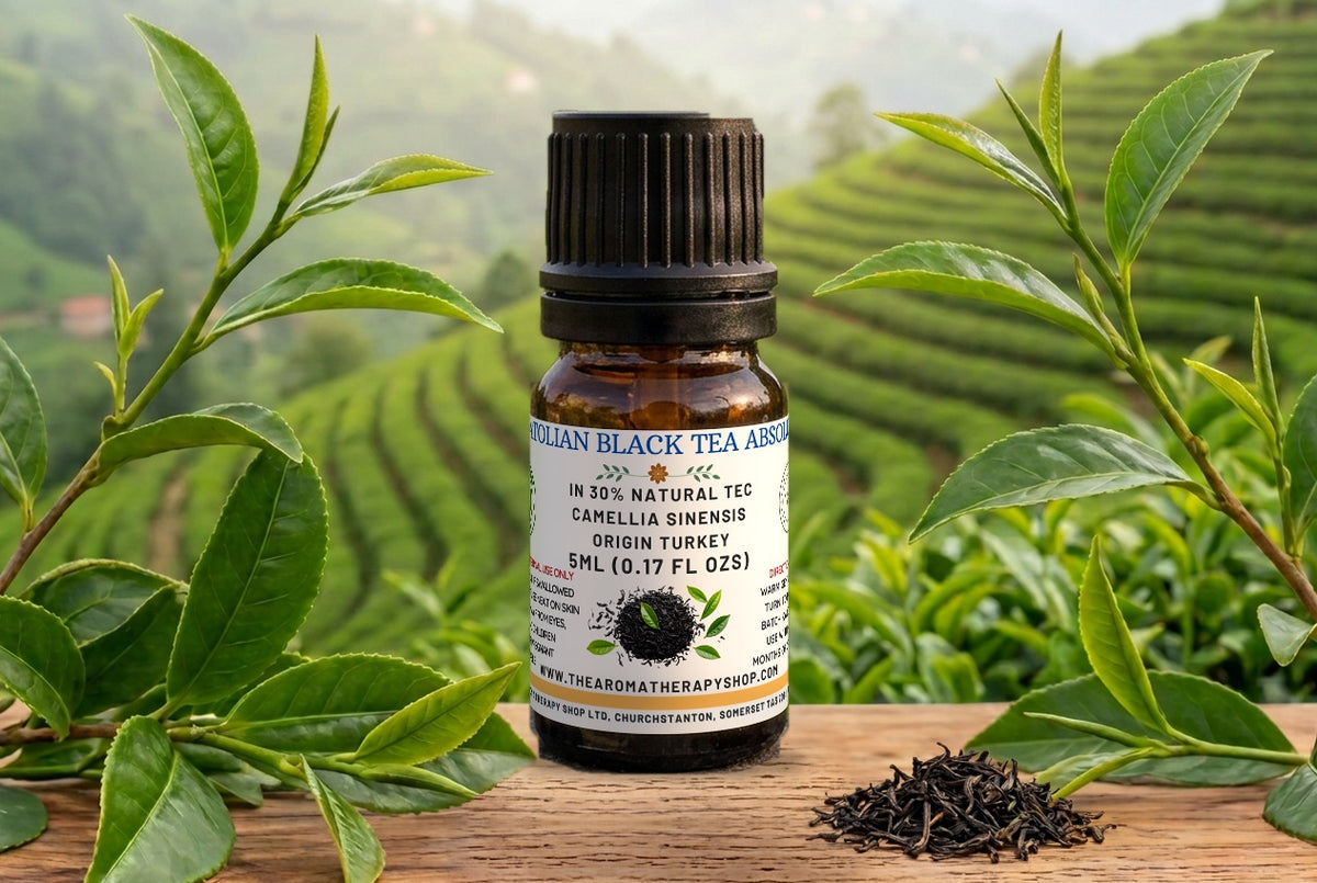 Anatolian Black Tea Absolute | Camellia Sinensis | 30% in Natural TEC | Perfumery Grade