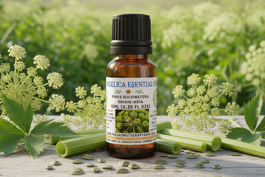 Angelica Seed Essential Oil 10ml - Natural Outdoor Showcase