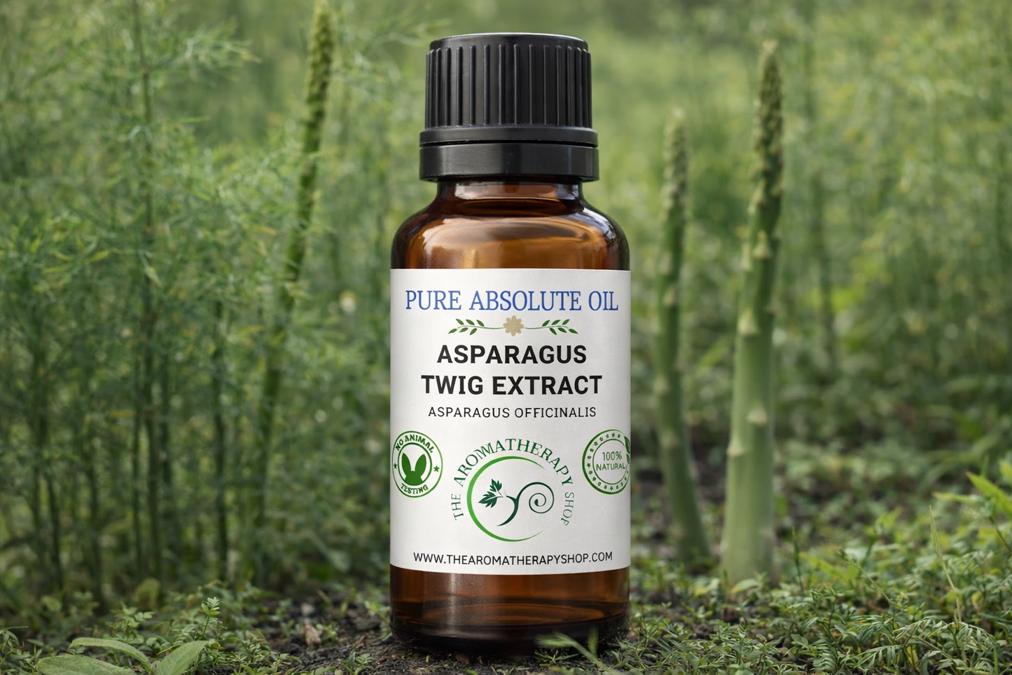 Asparagus Twig Absolute - Asparagus Officinalis Extract | French