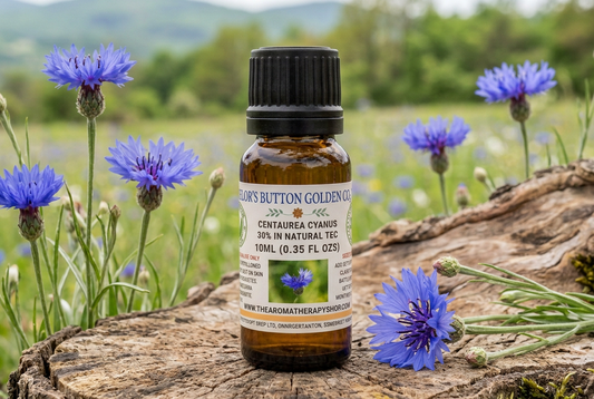 Bachelor’s Button Golden 10ml showcase with Centaurea cyanus flowers on a weathered beech root in a fresh meadow setting