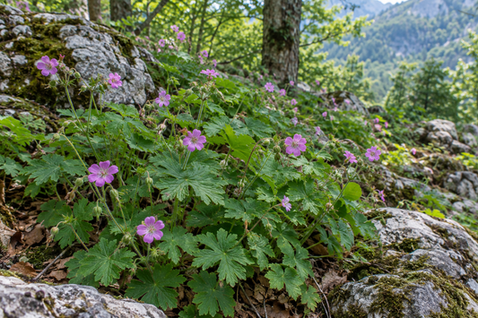Balkan Mountain Geranium foliage and flowers in a natural woodland setting, with no exposed roots