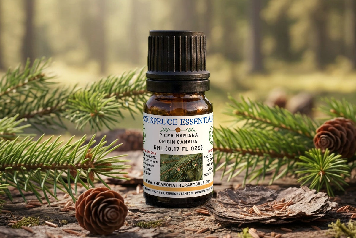 Canadian Black Spruce  Essential Oil