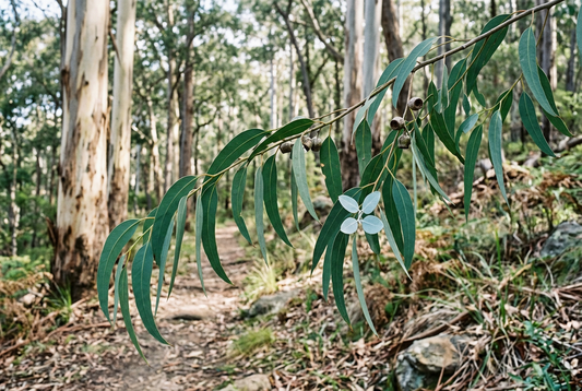 Blue Gum Leaf showcase in a natural eucalyptus woodland, without bottles or packaging
