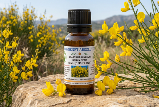 Broom/Genet Absolute showcase with yellow broom flowers in a Moroccan foothill setting