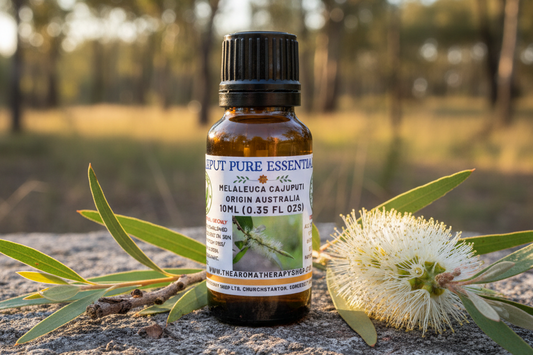 Cajeput Pure Essential Oil 10ml Outdoor Showcase