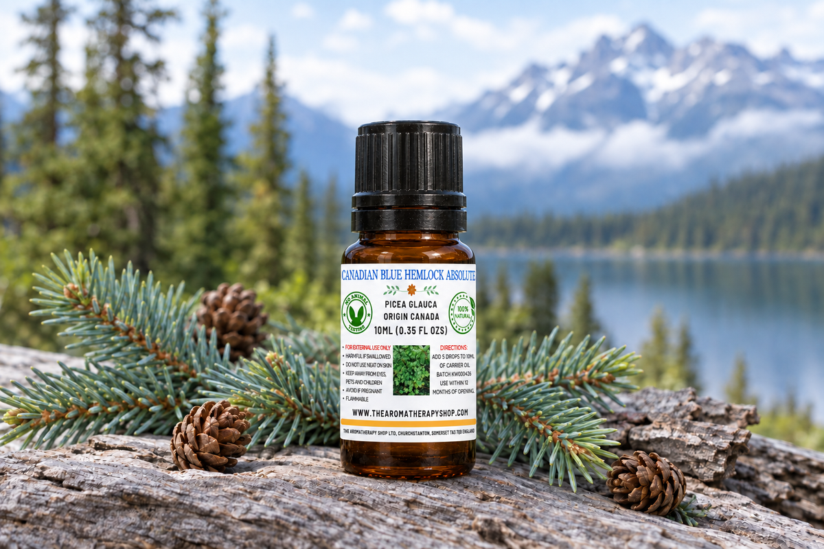 Canadian Blue Hemlock Absolute 10ml showcase, corrected height