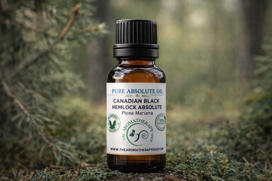 Canadian Black Hemlock Absolute - Picea Mariana