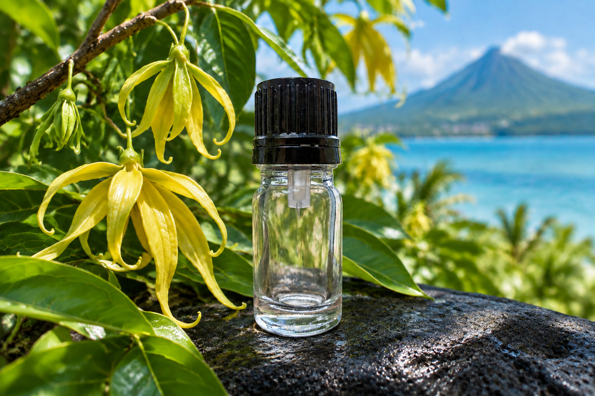 Cananga odorata 1ml showcase, volcanic beach rock, Comoros Islands background