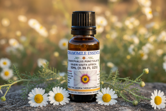 Cape Chamomile Essential Oil 10ml Outdoor Showcase