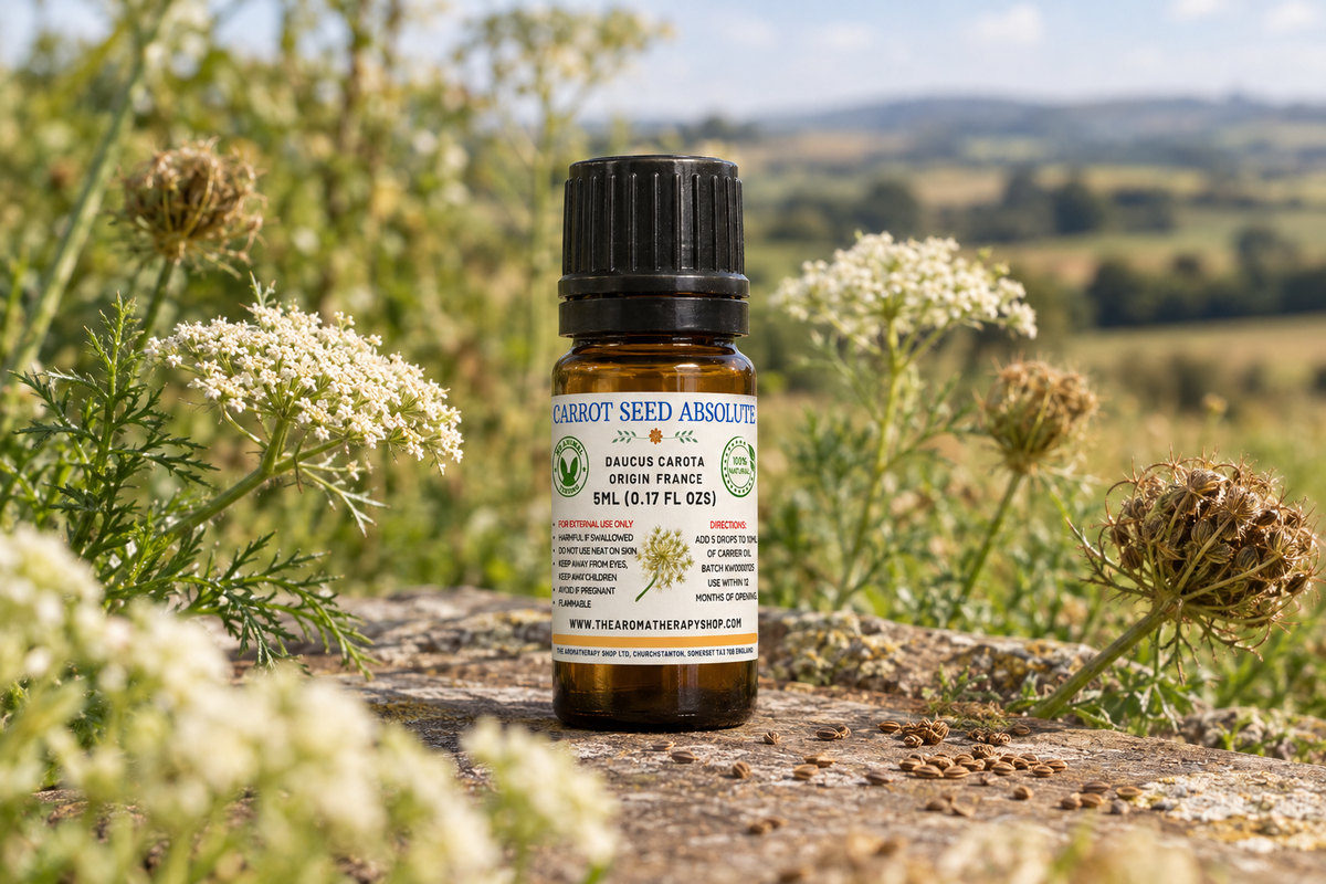 Carrot Seed Absolute 5ml French outdoor showcase